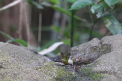 161225-6メジロの入浴