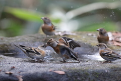 161213-10アトリの喧嘩