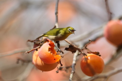 161204-26柿を食べるメジロ（５／６）