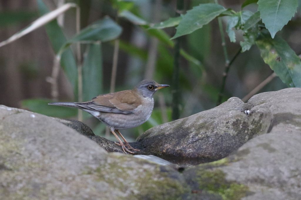 170201-1シロハラ♂