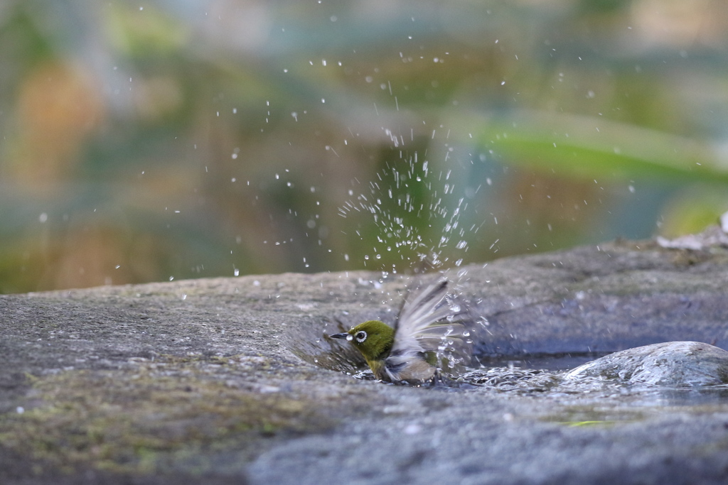 170104-20メジロの水浴び