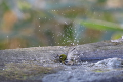 170104-20メジロの水浴び