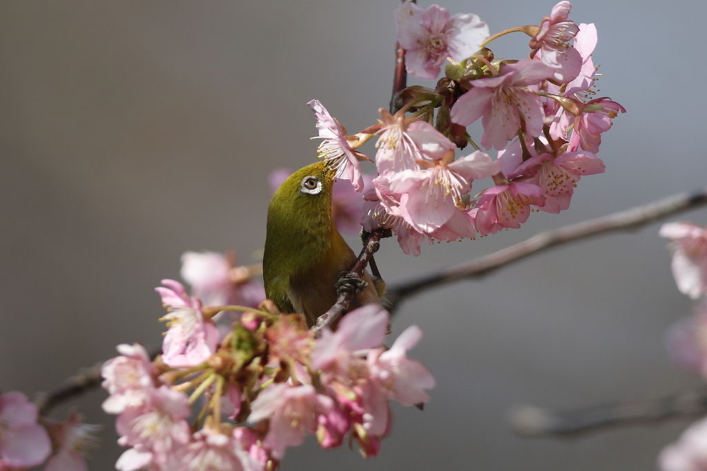 170220-9河津桜の蜜を吸うメジロ