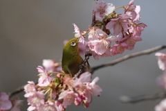 170220-9河津桜の蜜を吸うメジロ