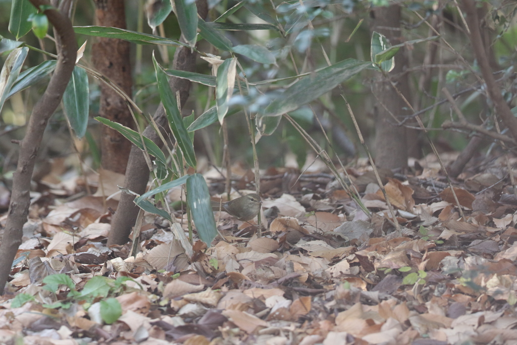 161219-18ウグイス