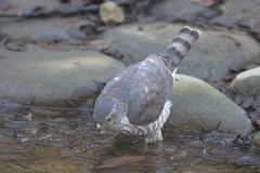 170226-2ツミ♀の水浴び