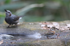 161225-11アトリとヒヨドリ