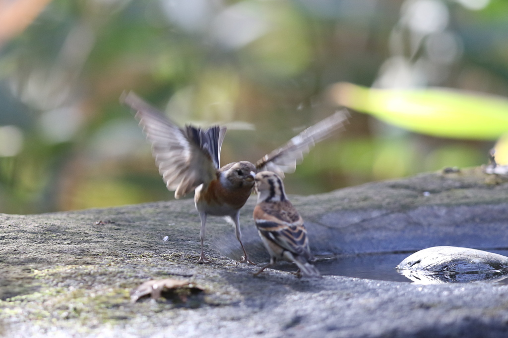 161219-20アトリの喧嘩（１／５）