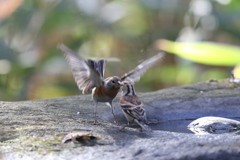 161219-20アトリの喧嘩（１／５）