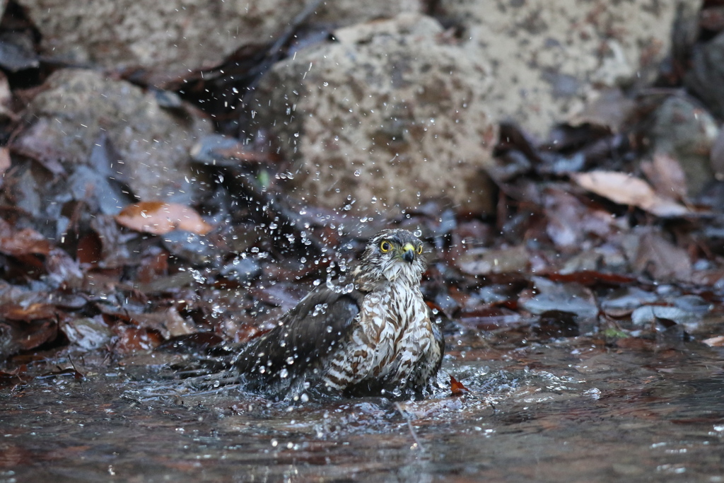 170104-13ツミ♀の水浴び