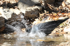 170102-9カラスの行水