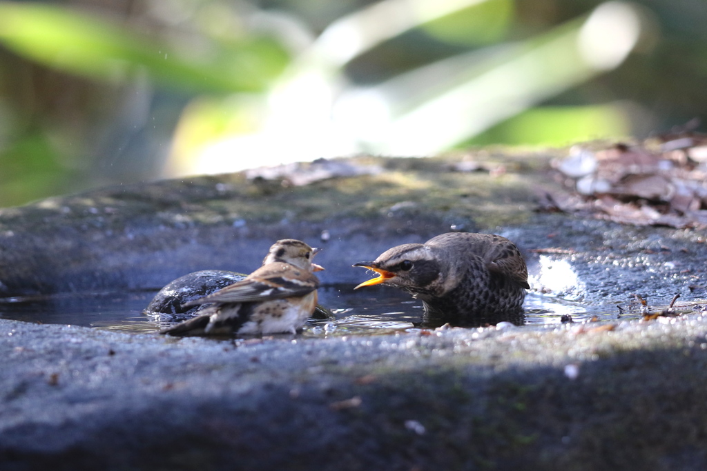 161209-9ツグミとアトリの喧嘩