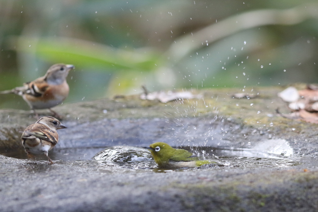 161219-5メジロ(右)の水浴びとアトリ