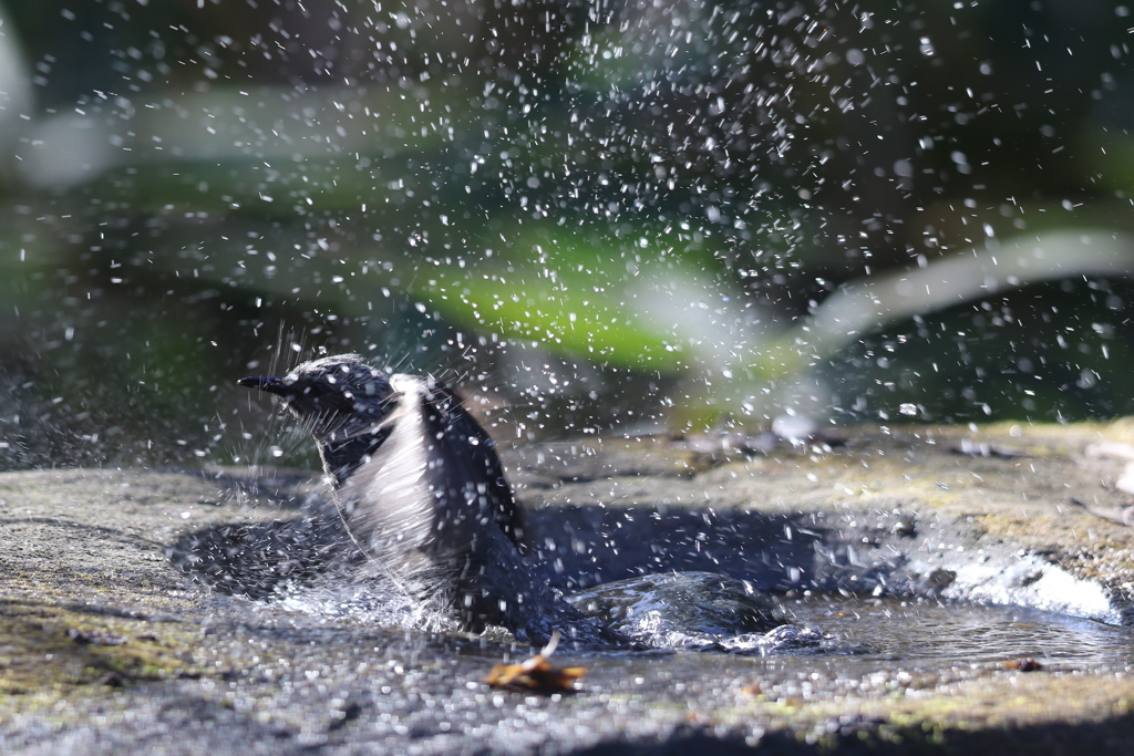 170107-13ヒヨドリの水浴び１