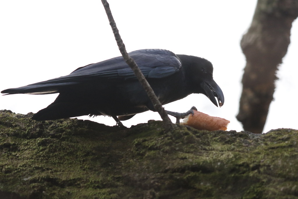 161229-2とってきたパンをつばむカラス（２／２）