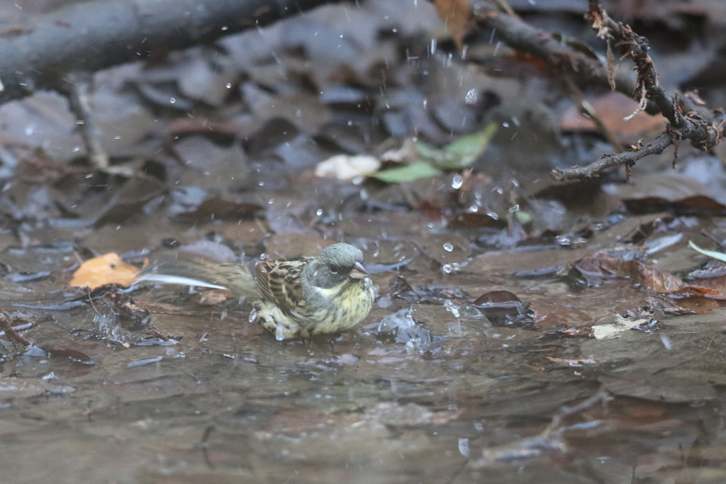 170208-4アオジ♂の水浴び