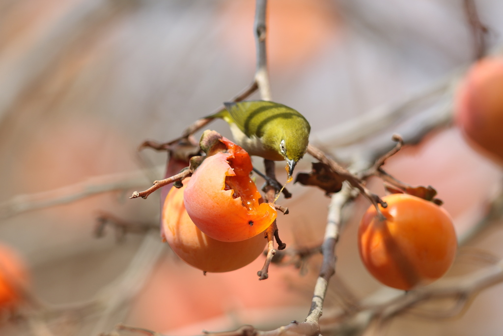 161204-23柿を食べるメジロ（２／６）