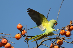 161221-12着柿するホンセイインコ