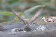 161219-7ツグミの水浴び
