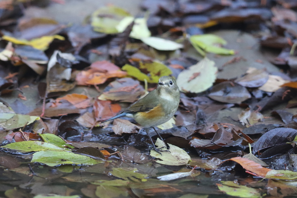 161206-2水辺でたたずむルリ娘
