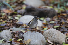 161126-1シロハラ♂