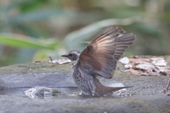 161219-6ツグミの水浴び