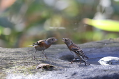 161219-24アトリの喧嘩（５／５）