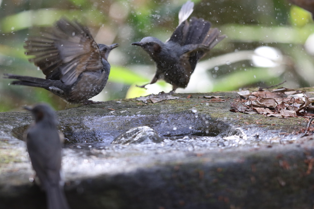161130-37喧嘩はお風呂を出てから・ヒヨドリ（１／２）