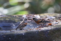 161209-6アトリの喧嘩