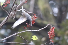 161204-9イイギリの実を食べるヒヨドリ（２／４）