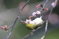 170222-8オオカンザクラの蜜を吸うメジロ