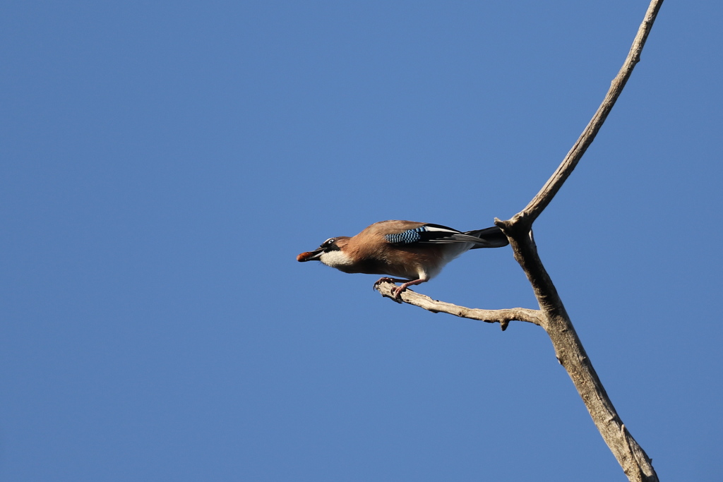 161223-2ドングリ？を咥えたカケス（２／２）