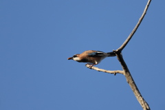 161223-2ドングリ？を咥えたカケス（２／２）