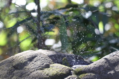 170124-10メジロの水浴び