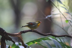 161120-13ソウシチョウ