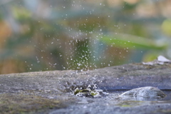 170104-19メジロの水浴び