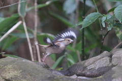 170218-2シメ♀
