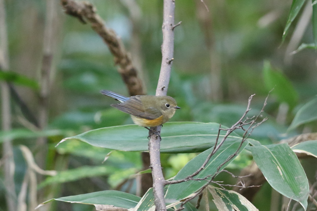 161130-3ルリビタキ♀
