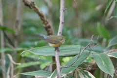 161130-3ルリビタキ♀