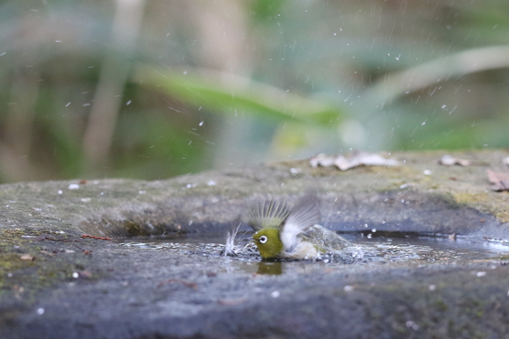 161212-3メジロの水浴び
