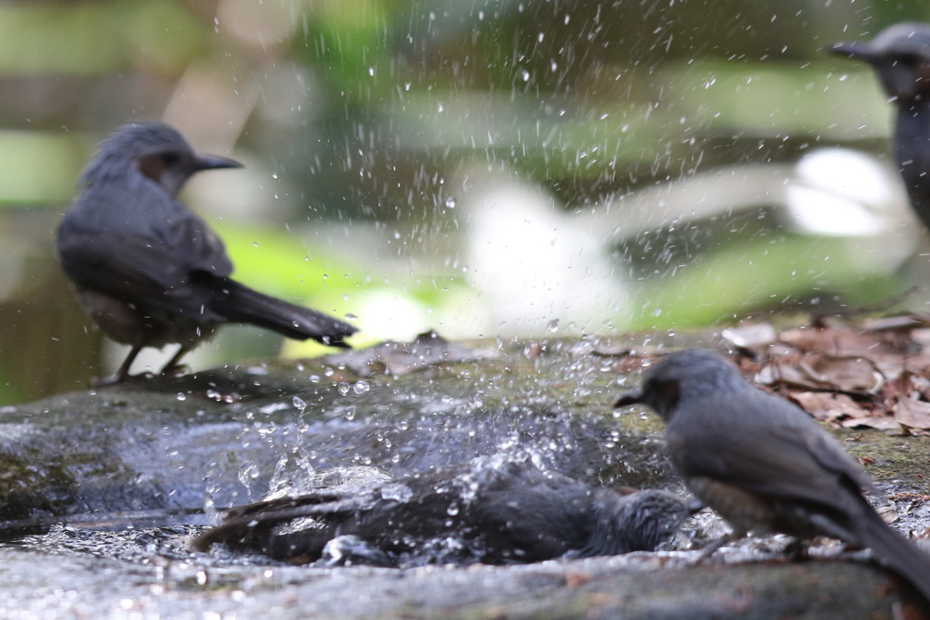 161130-34ヒヨドリの水浴び