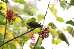 161116-7イイギリの実を食べるシロハラ（１／２）