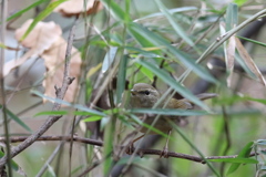 161219-16ウグイス