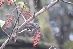 161204-6イイギリの実を食べるヒヨドリ（１／２）