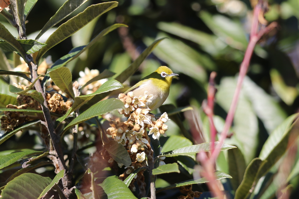 161228-2メジロと琵琶の花（１／２）