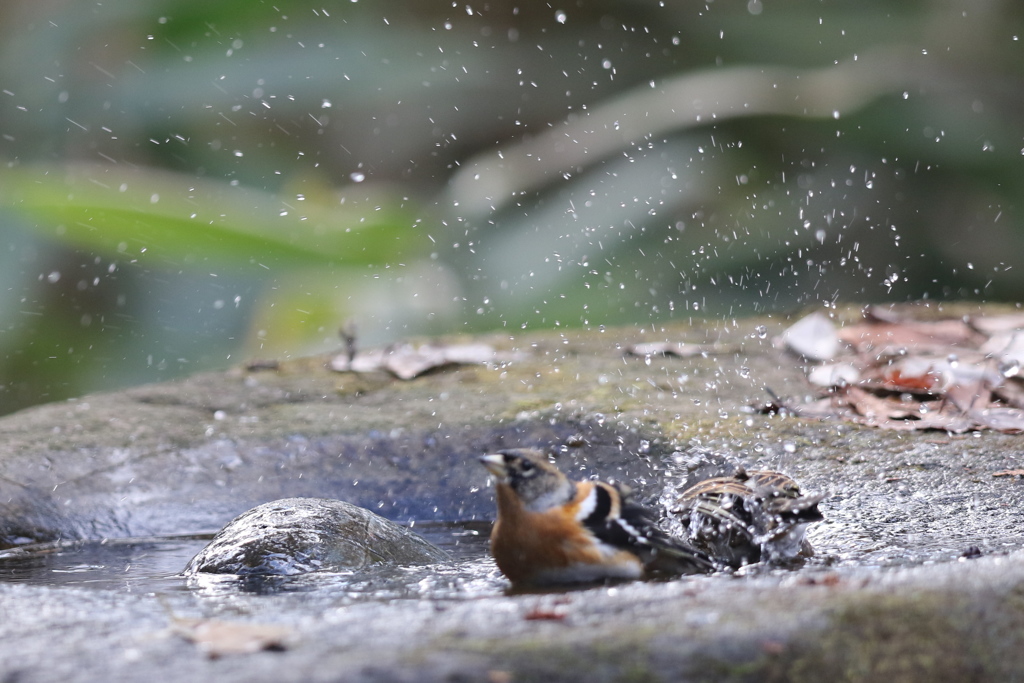 161218-38アトリの水浴び
