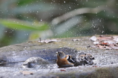 161218-38アトリの水浴び