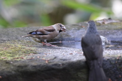 161130-26シメのお嬢さんとヒヨドリ（１／２）