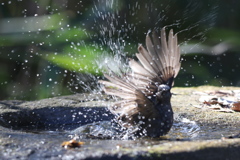 170107-22ヒヨドリの水浴び１０