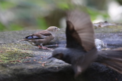 161130-27怖いシメのお嬢さんと逃げ出すヒヨドリ（２／２）
